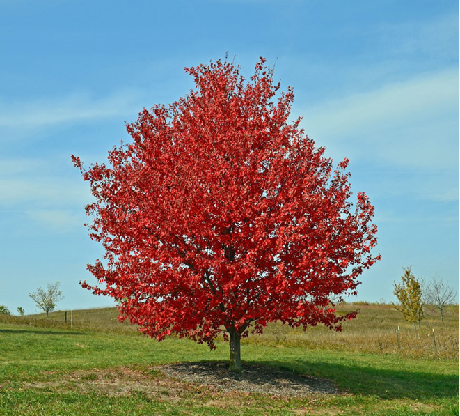 275418-chroma1.jpg