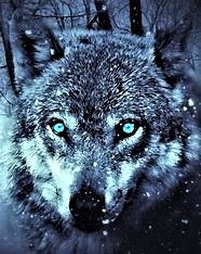 Wolf#01