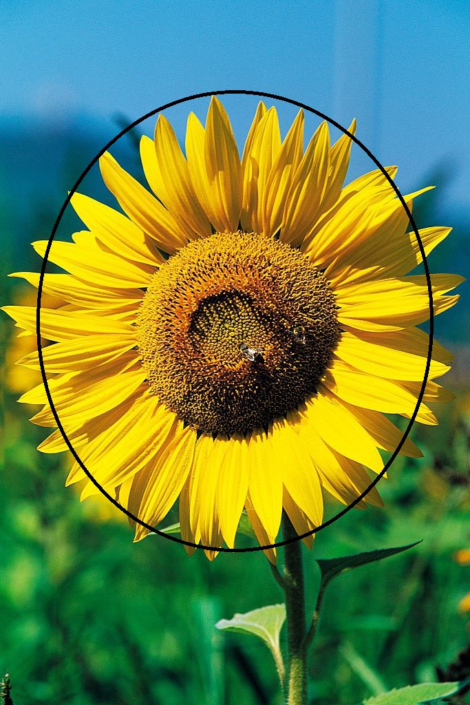 91874-sunflower-1508785046.jpg